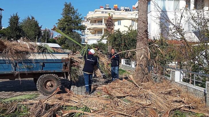 Didim Belediyesi ilçedeki ağaçların kış bakımlarını gerçekleştiriyor