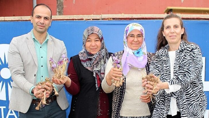 Elmalı’da safran soğanı dağıtımı yapıldı