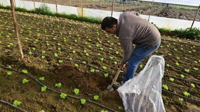 Hümik Asit Uygulamasıyla Verimli Topraklar, Sağlıklı Eserler