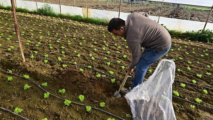 Hümik Asit Uygulamasıyla Verimli Topraklar, Sağlıklı Eserler
