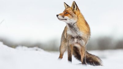 İlgi Alımlı Öyküsüyle “Vahşi Transilvanya: Drakula’nın Saklı Krallığı” 15 Aralık Pazar Günü 20.00’da National Geographic WILD Ekranlarında!