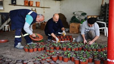 Karşıyaka Belediyesi’nin serasında binlerce çiçek yetişiyor