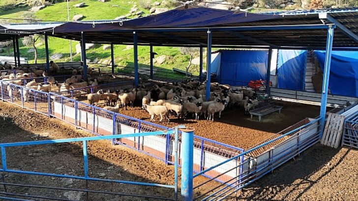 Lider Çerçioğlu’nun aile tipi koyunculuk projesi her geçen gün büyüyor