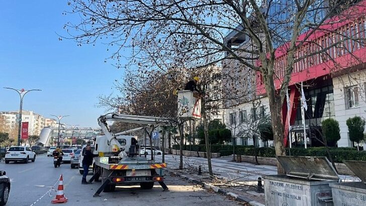 Mimar Sinan Bulvarı’ndaki Çınar Ağaçlarına Kış Bakımı Yapıldı