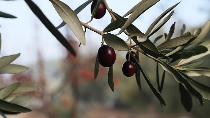 Urla Zeytin Ve Sanat Şenliği