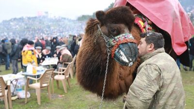 43. Memleketler arası Efes Selçuk Deve Güreşleri Şenliği Heyecanı Başlıyor!