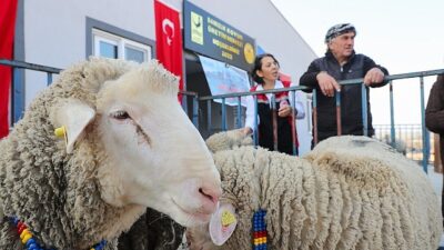 Aliağa Belediyesi’nden Üreticilere Koç Takviyesi