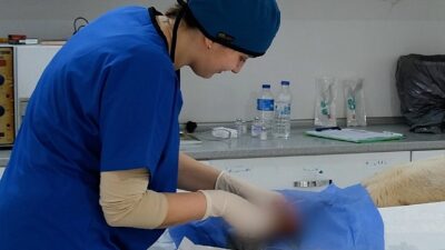 Ayvalık Belediyesi sokaktaki can dostların da yanında