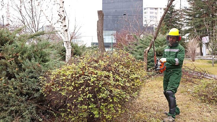 Çankaya’da ağaçlar bahara hazırlanıyor: Parklarda budama çalışmaları devam ediyor