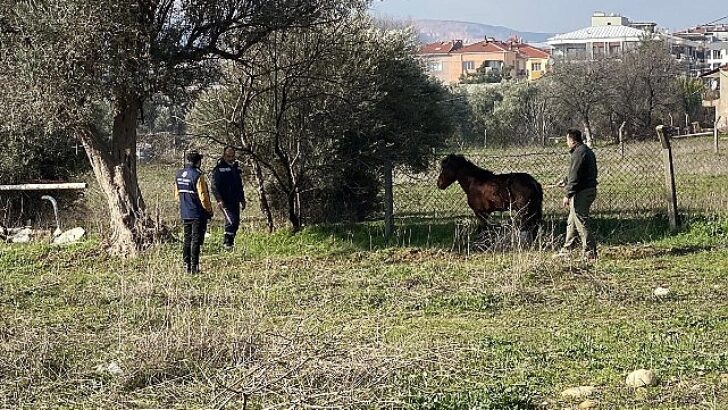 Kemalpaşa’da vatandaşlar tarafından yaralı halde bulunan Yılkı Atı, tedavi edilerek doğal yaşama salındı