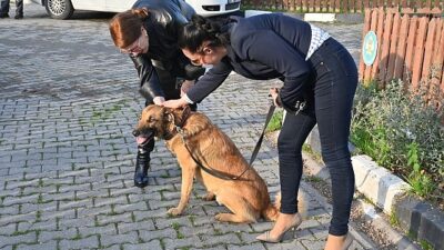 Büyükşehir’den hayvan sahiplenmeye teşvik kampanyası