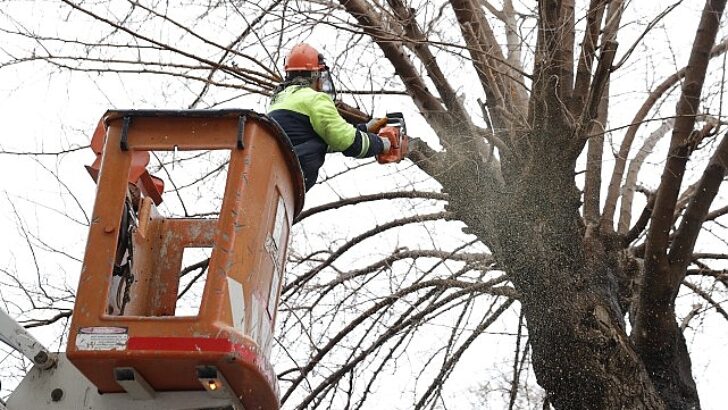 Konak’ta budanan ağaçlar yürekleri ısıtıyor