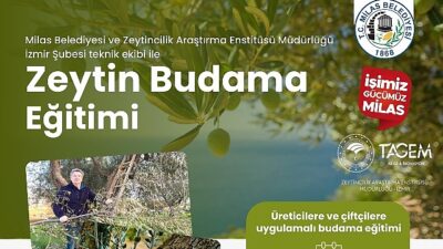Milas Belediyesi Çiftçilere Uygulamalı Zeytin Budama Eğitimi Verecek