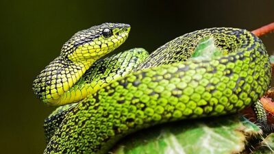 National Geographic NOW Seç-İzle Servisi’nin Mart Ayı Teması ‘Yılanlar’…