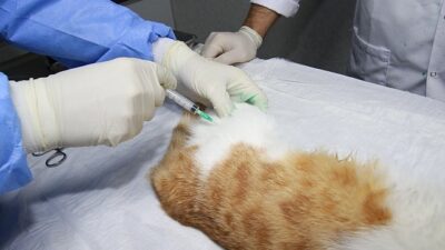 Sokak kedilerine “Kısırlaştırma Karavanı” ile sahip çıkılıyor; Can dostlarımıza yerinde hizmet
