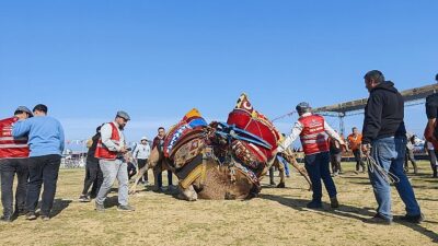 Torbalı’da deve güreşi şenliğine rekor iştirak