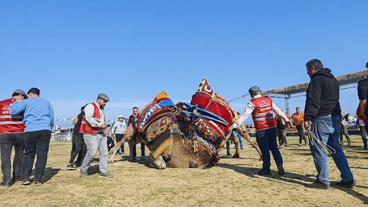 Torbalı’da deve güreşi şenliğine rekor iştirak