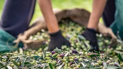 Zeytin ve zeytinyağı dalında verimlilik artıracak Avrupa Birliği Projesi