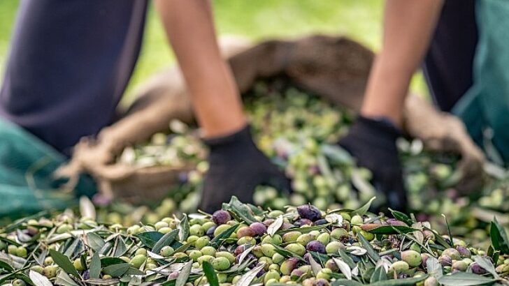 Zeytin ve zeytinyağı dalında verimlilik artıracak Avrupa Birliği Projesi