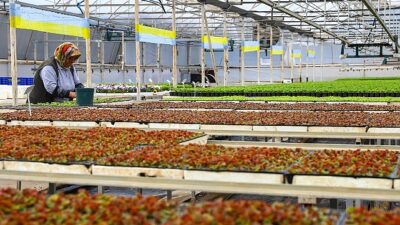 Antalya’nın caddeleri baharda rengârenk olacak