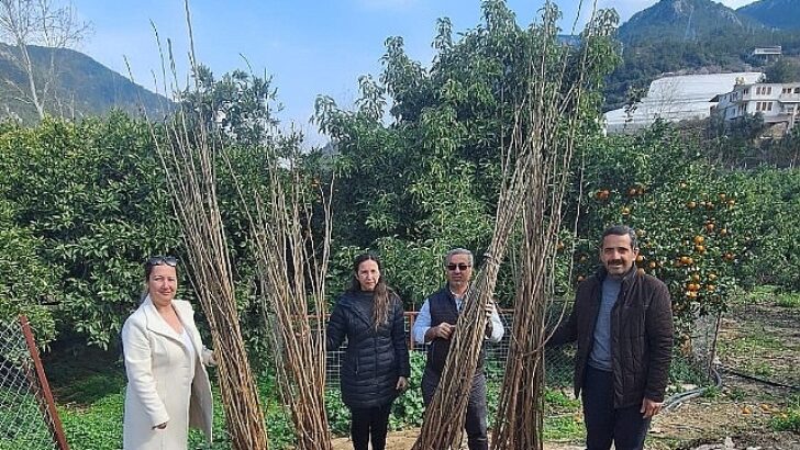 Büyükşehir’den dut fidanı dayanağı