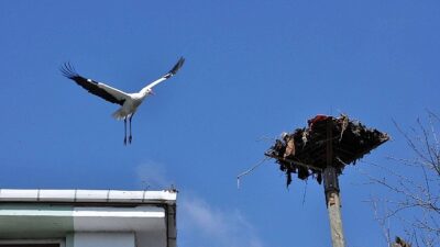 Büyükşehir’den leylek yuvasına inançlı dokunuş