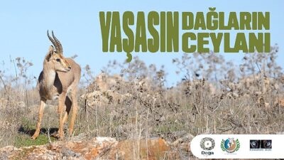 Hatay Dağ Ceylanlarının Geleceği için Yeni Adımlar Atılıyor.