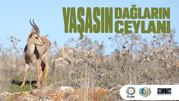 Hatay Dağ Ceylanlarının Geleceği için Yeni Adımlar Atılıyor.