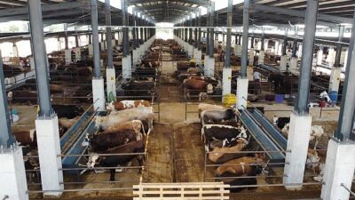 İnegöl Hayvan Pazarı’nın Kotra İhale Tarihi Muhakkak Oldu