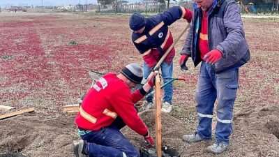 Kum Zambakları Müdafaa Altında