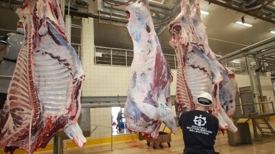 Sağlıklı ve muteber etin adresi Büyükşehir mezbahası