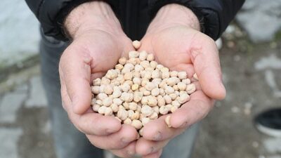 Urla Belediyesinden çiftçiye tohum dayanağı & Urla’da tarıma can suyu
