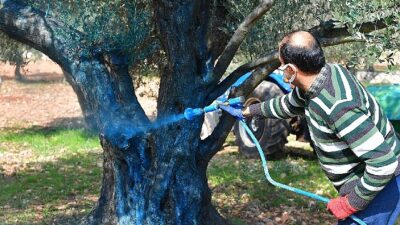 Zeytin üreticisine “ilaç” oldu