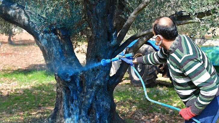 Zeytin üreticisine “ilaç” oldu