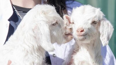 Doğal hayat parkında yavru heyecanı