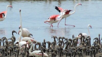 Flamingoların büyüleyici dünyası Bornova’da