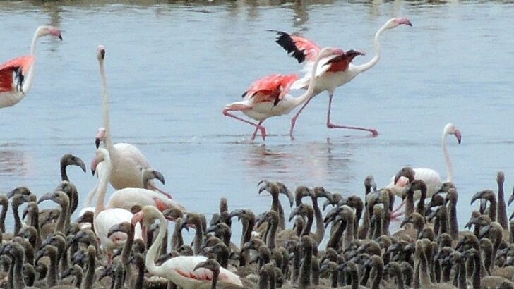 Flamingoların büyüleyici dünyası Bornova’da