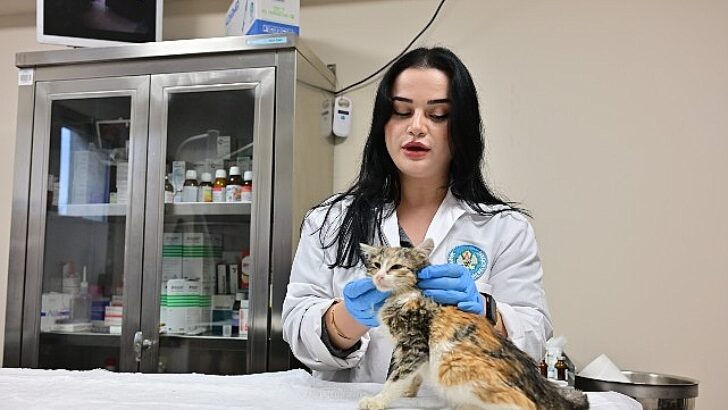 Minik Patiler Kliniği’nde Kısırlaştırılan Kedi Sayısı 3 Bini Geçti