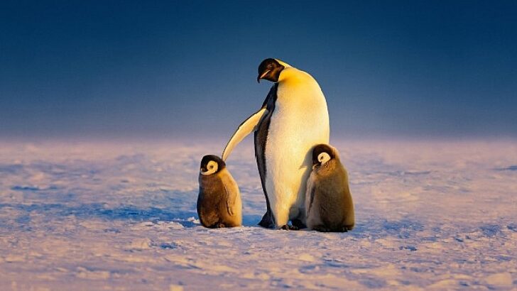 ‘Penguenlerin Gizemli Dünyası’ Arka Arda 3 Kısmıyla 22 Nisan Salı Günü 20.00’de National Geographic WILD Ekranlarına Geliyor