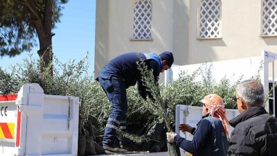Urla’da zeytin seferberliği 20 mahalleye fidan dayanağı