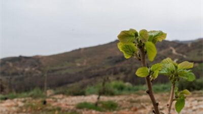 Yamanlar yangınında ziyan gören ağaçlar yaşama tutundu