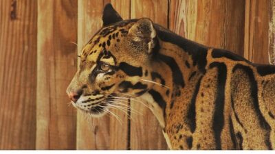 2 Kısımdan Oluşan ‘Tampa’nın Sırları Özel’, 19 ve 26 Mayıs Pazartesi Günleri 20.00’de National Geographic WILD Ekranlarında!