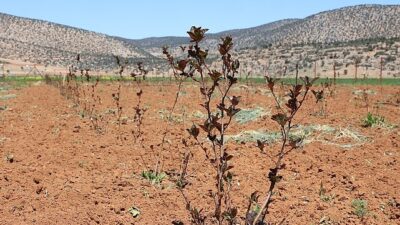 Antalya’da ziraî sulama projeleriyle bilakis göç hızlandı