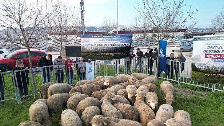 Büyükşehir’den üreticilere damızlık koç dayanağı