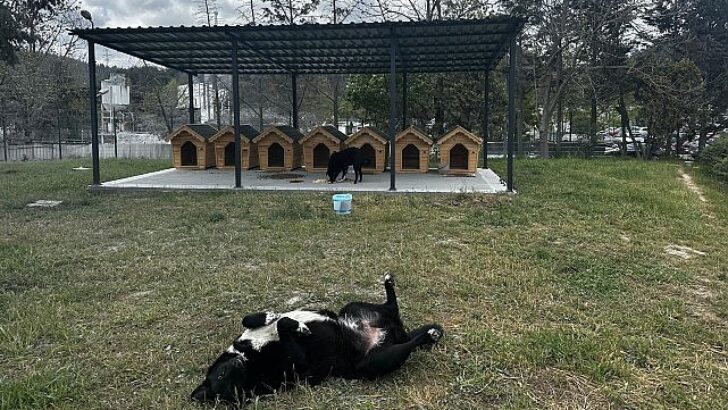 Digiturk’ten Ayazağa’daki Sokak Hayvanları İçin İnançlı Bir Yuva