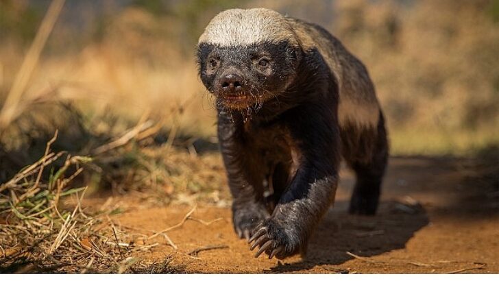 Doğal Ömrün Muhteşem Yıldızlarının Etkileyici Öyküsü
