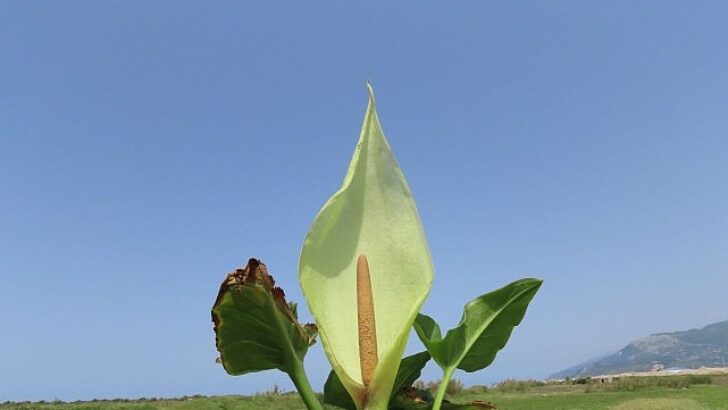 Milleyha kuşcennetinden yeni bir Yılanyastığı çeşidi keşfedildi: “Milleyha tırşığı”