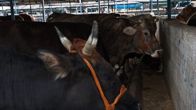 Nilüfer Kurban Bayramı’na hazır