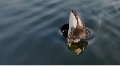 2 Kısımdan Oluşan ‘Orkaların Gizemli Yaşamı’, 8 ve 15 Haziran Pazar Günleri 20.00’de National Geographic WILD Ekranlarında İzleyicilerle Buluşuyor!