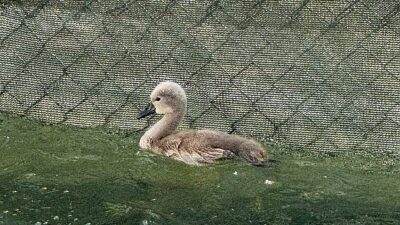 Başkent’in simgesi Kuğulu Park ‘parladı